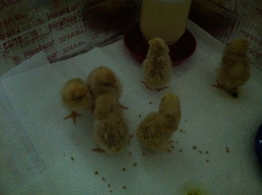 chicks new